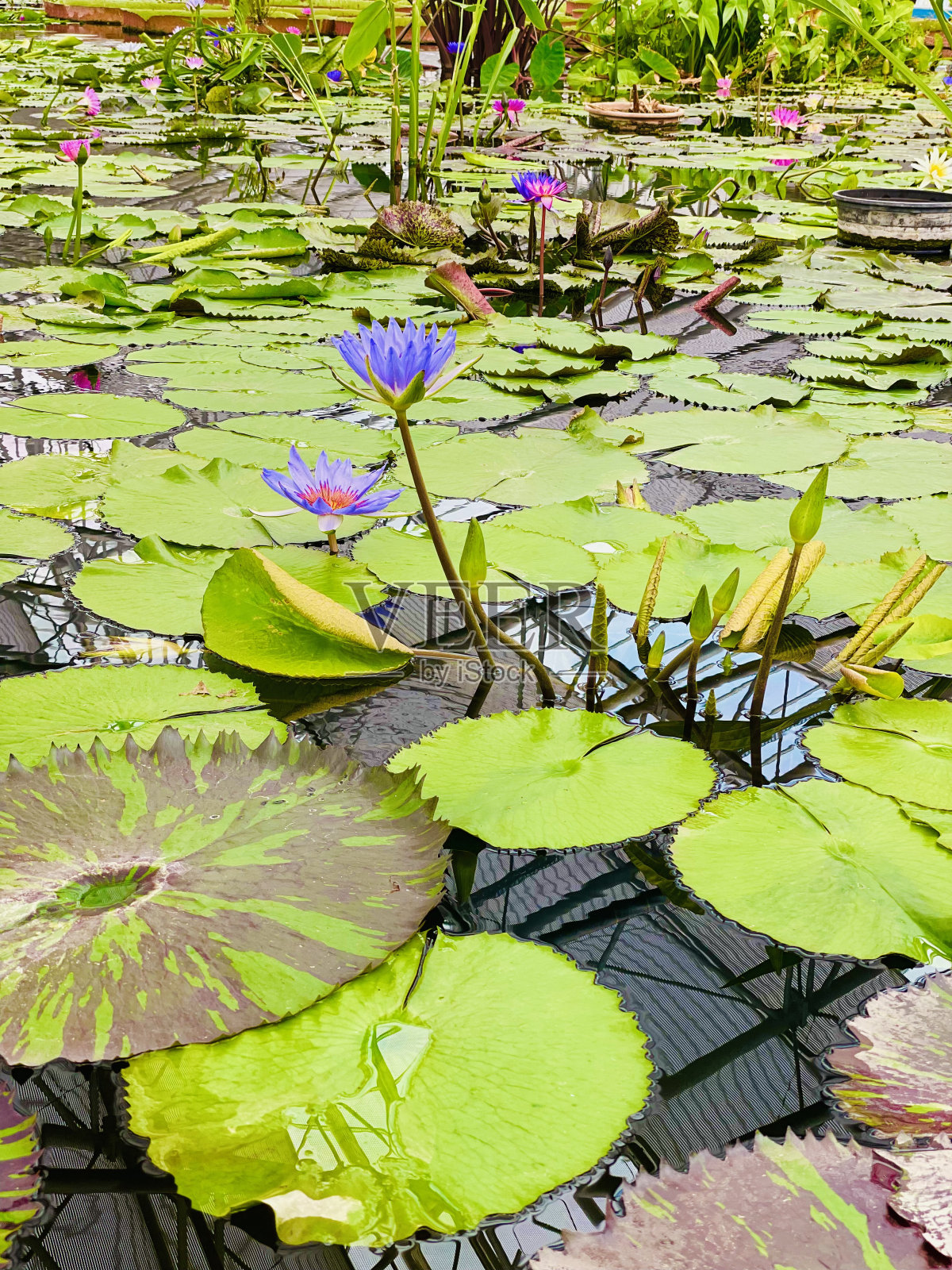 美丽的睡莲照片摄影图片