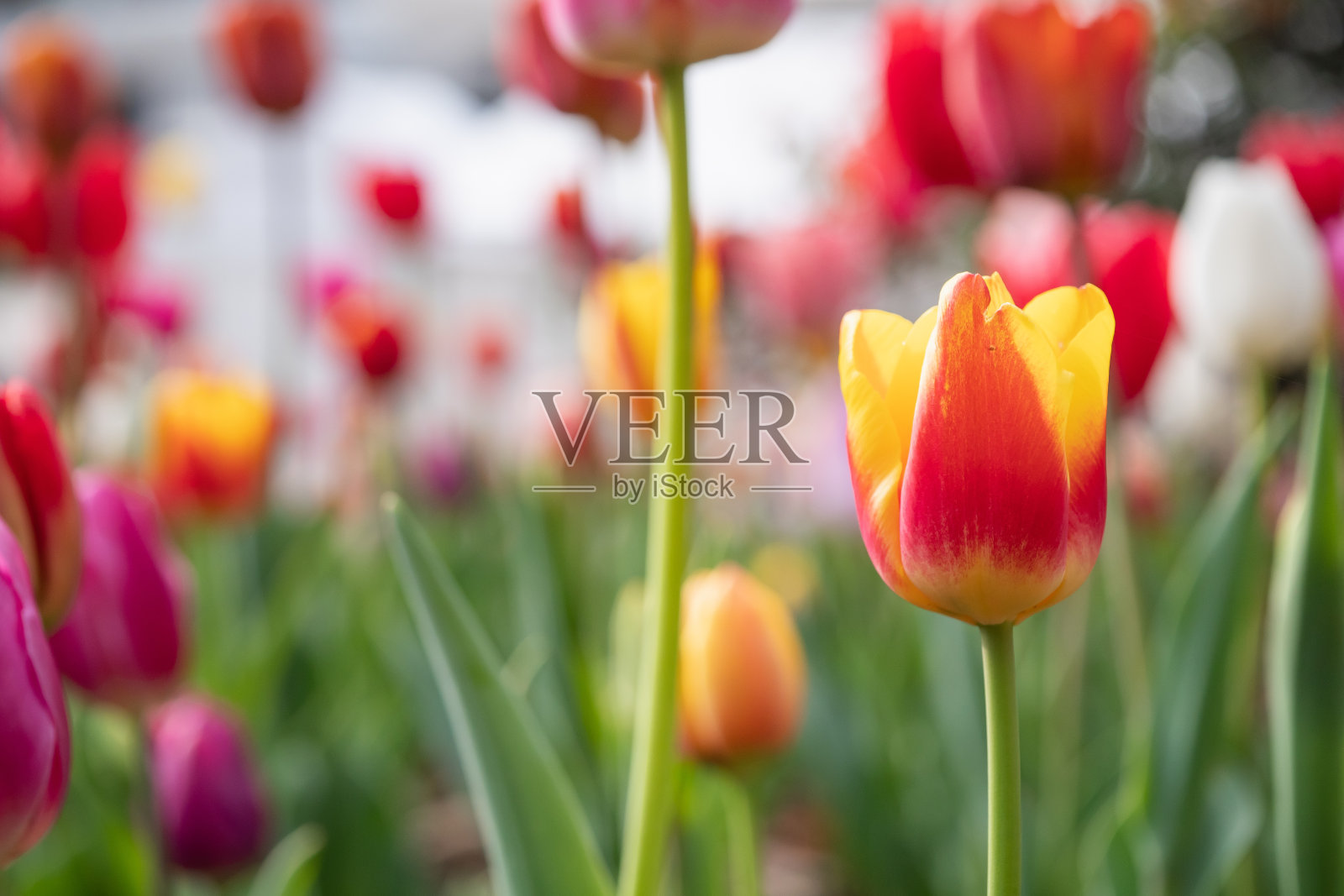 花坛的风景，五颜六色的郁金香盛开。郁金香花的特写。照片摄影图片