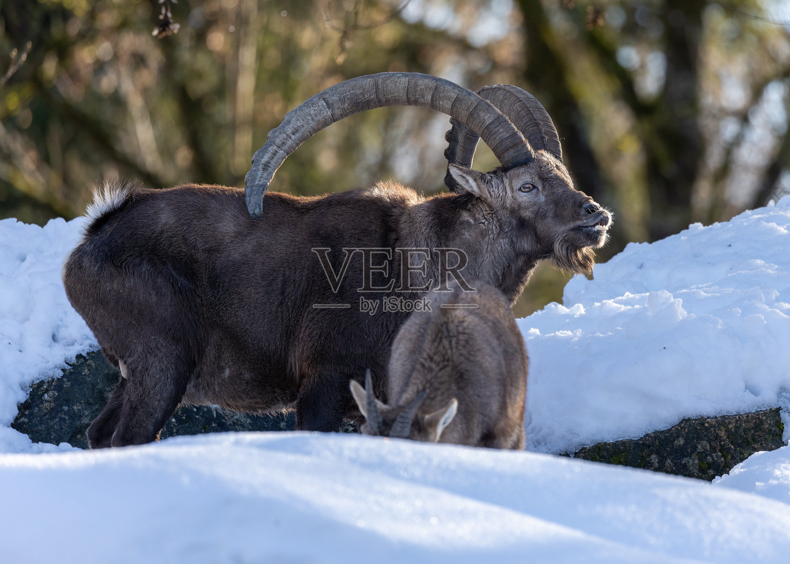 高山野山羊(Capra Ibex照片摄影图片