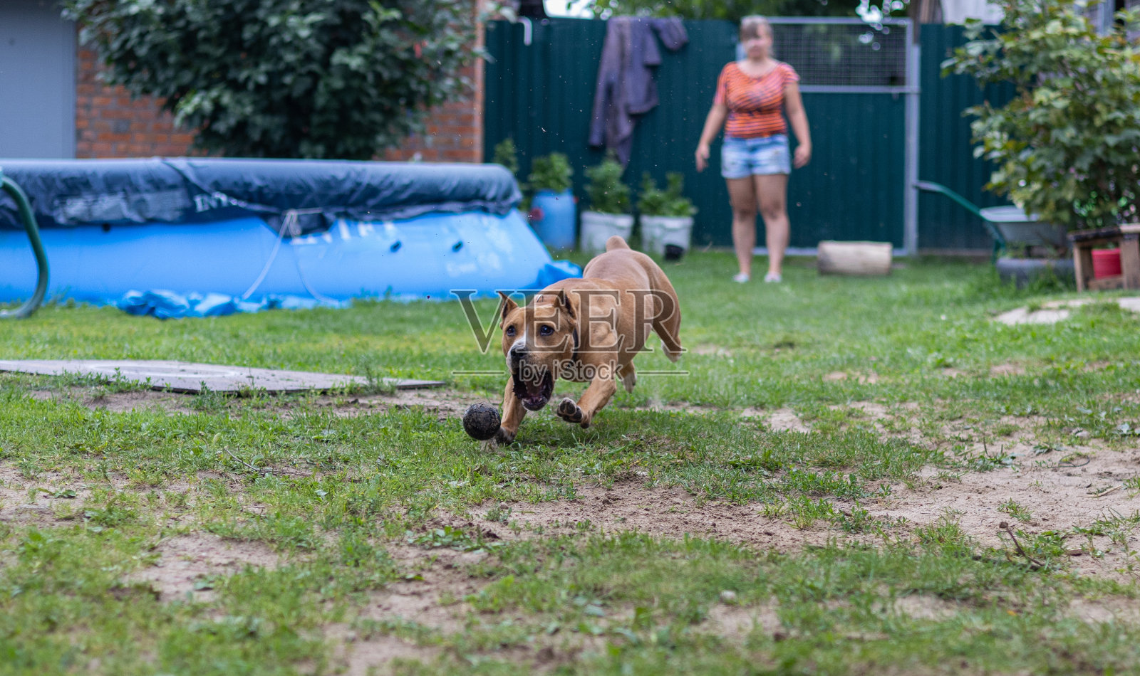 斗犬灵巧地接住了主人抛来的球。一只漂亮的肌肉狗追着一个球跑，用它的嘴抓住它。一只欢快的红色狗开心地寻找扔出来的球。照片摄影图片