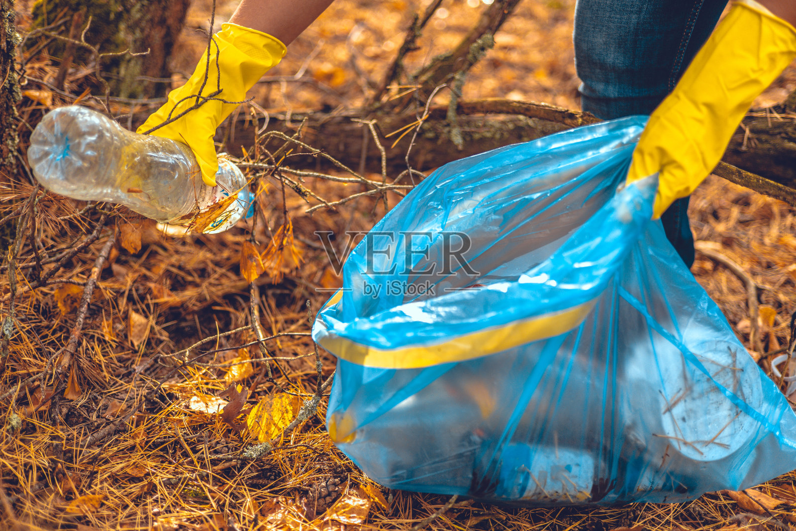 一只戴着手套的手从地上捡起一个塑料瓶，放进一个垃圾袋里。一名志愿者清理散落在森林里的垃圾。生态，拯救自然，生态行动主义。照片摄影图片