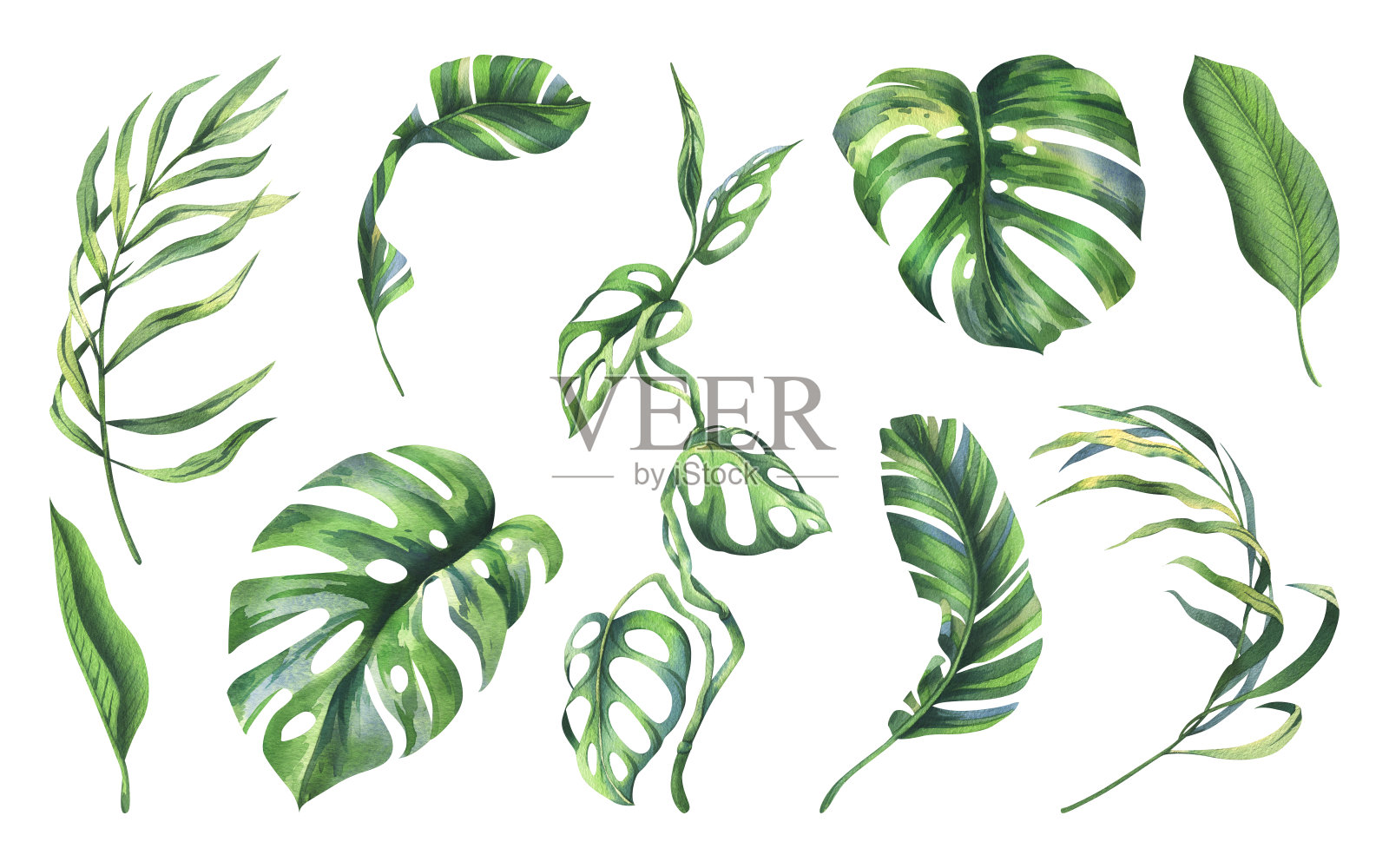 热带椰子、香蕉棕榈叶、怪物、猴子面具、鸡蛋花、鲜亮多汁的绿色。手绘水彩植物插图。白色背景上的一组孤立元素。插画图片素材