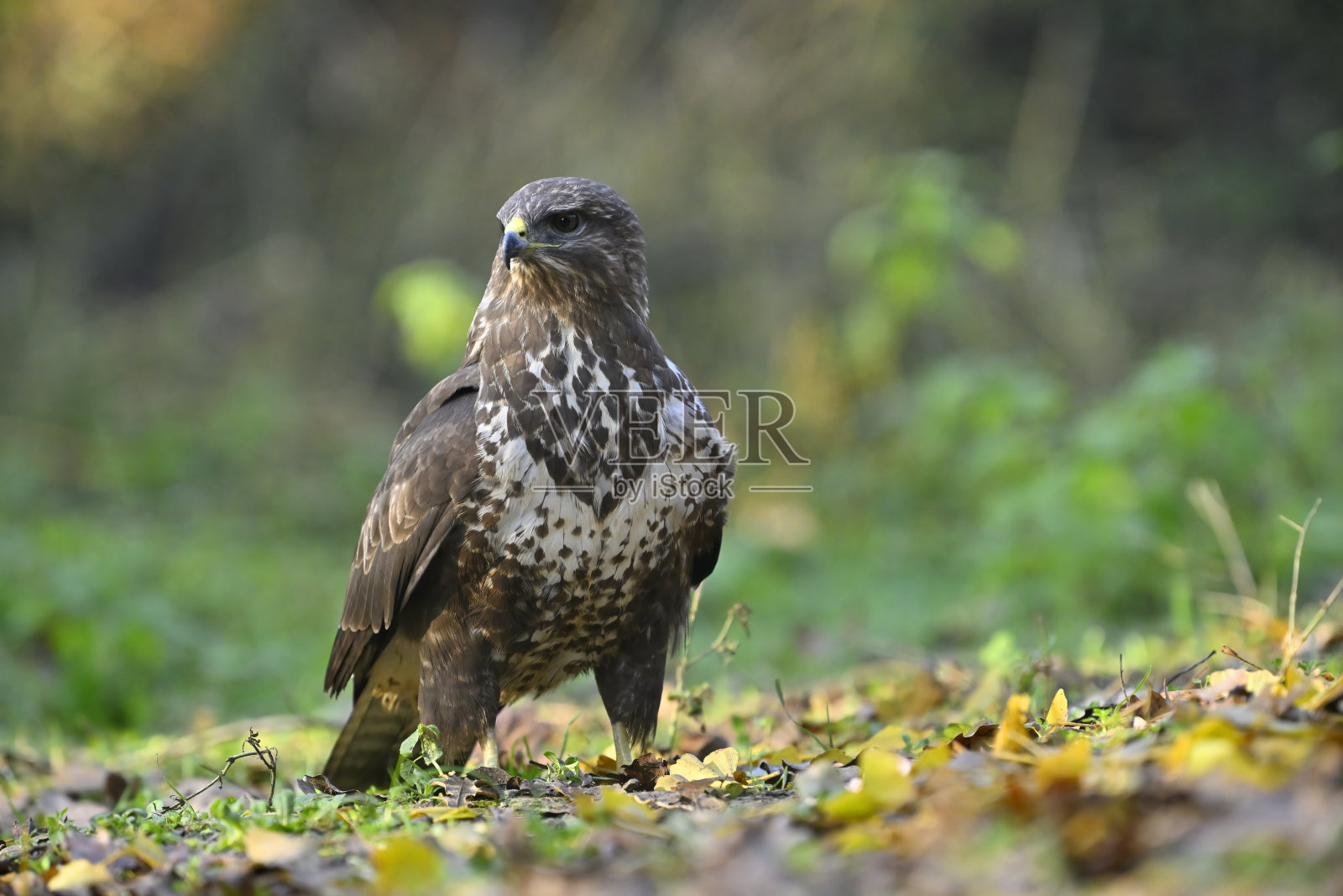 欧亚秃鹫(Buteo Buteo)照片摄影图片