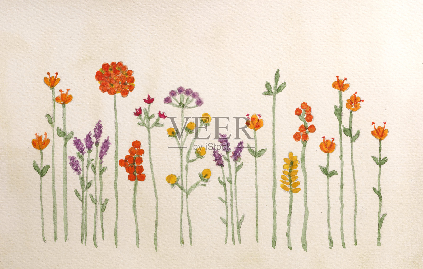 画一些野花插画图片素材