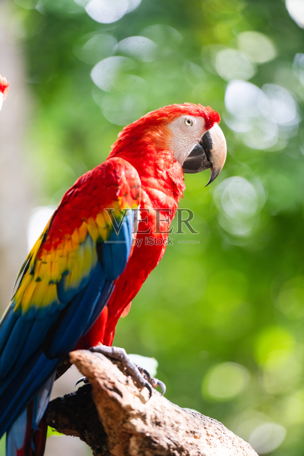 墨西哥卡门海滩的红金刚鹦鹉照片摄影图片