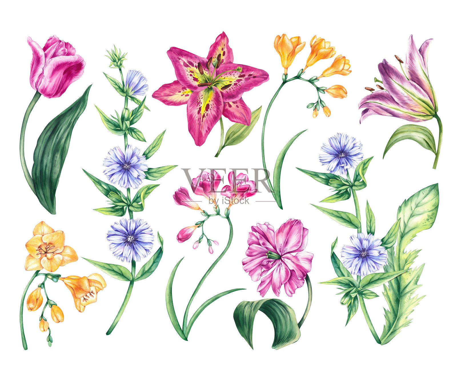 水彩花卉集。春天草地上的花有郁金香，小苍兰，菊苣，白色背景上孤立的百合花插画图片素材