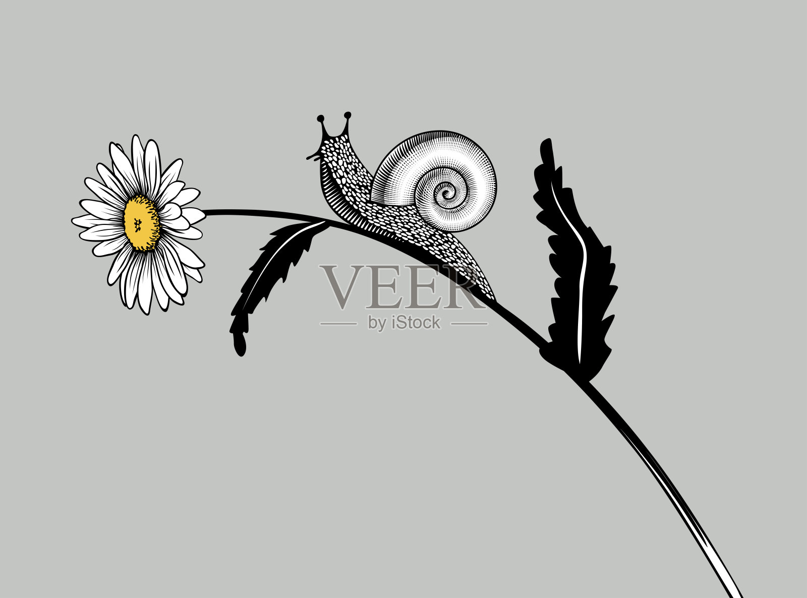 刻着一只蜗牛沿着弯曲的甘菊茎爬行插画图片素材