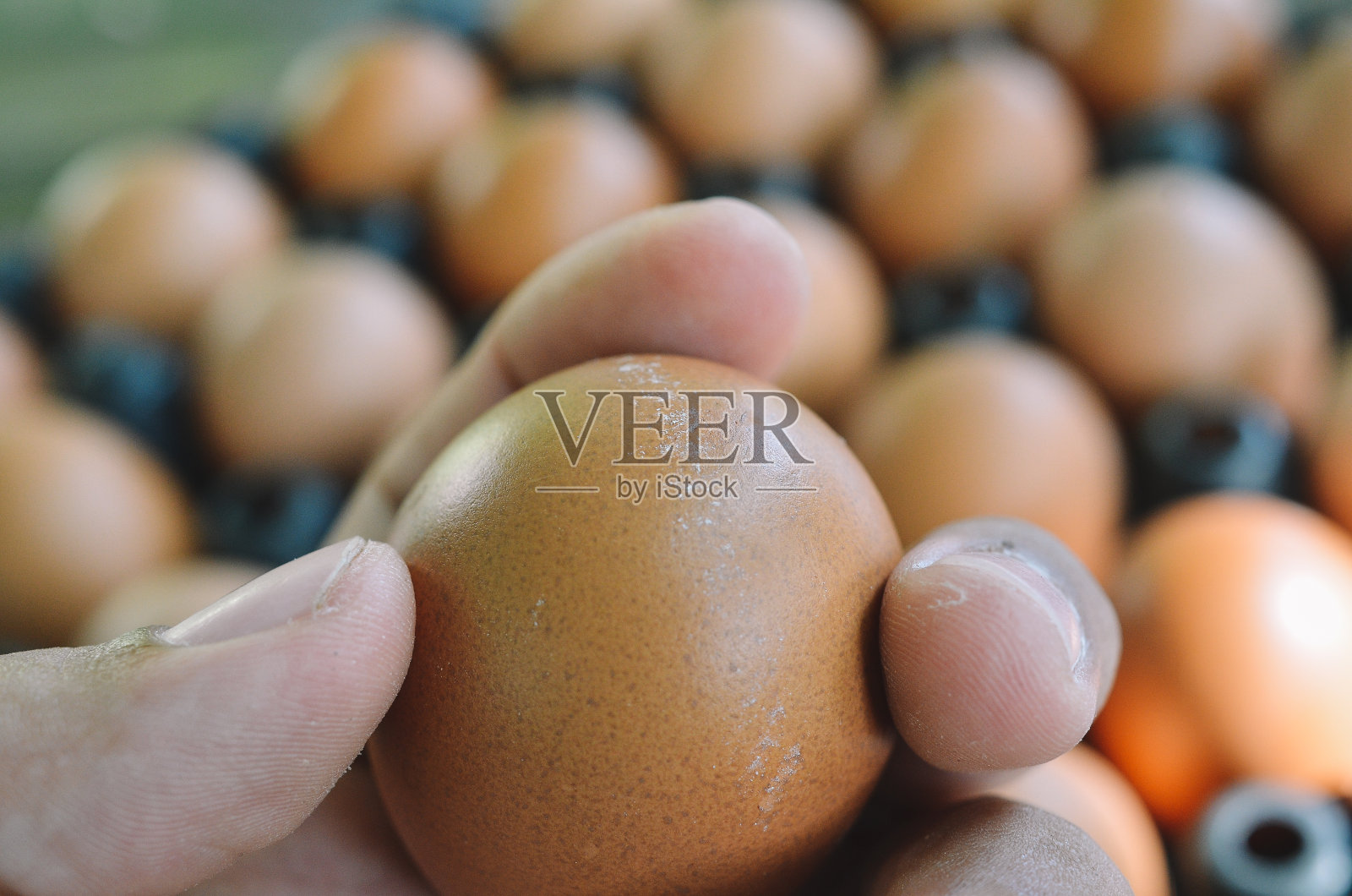 近距离观察棕色的鸡蛋照片摄影图片