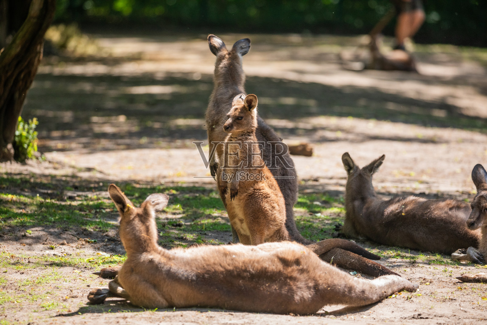 家里的大袋鼠躺在草坪上照片摄影图片