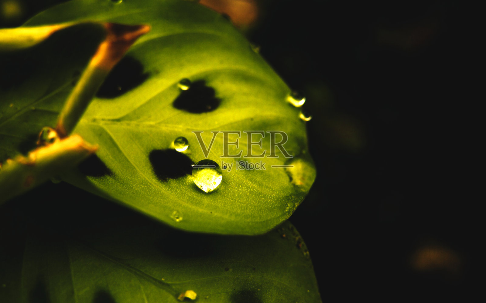 叶片微距镜头照片摄影图片