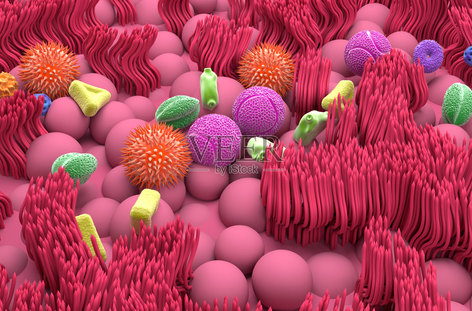 鼻黏膜中多种类型的花粉粒-等长三维图照片摄影图片