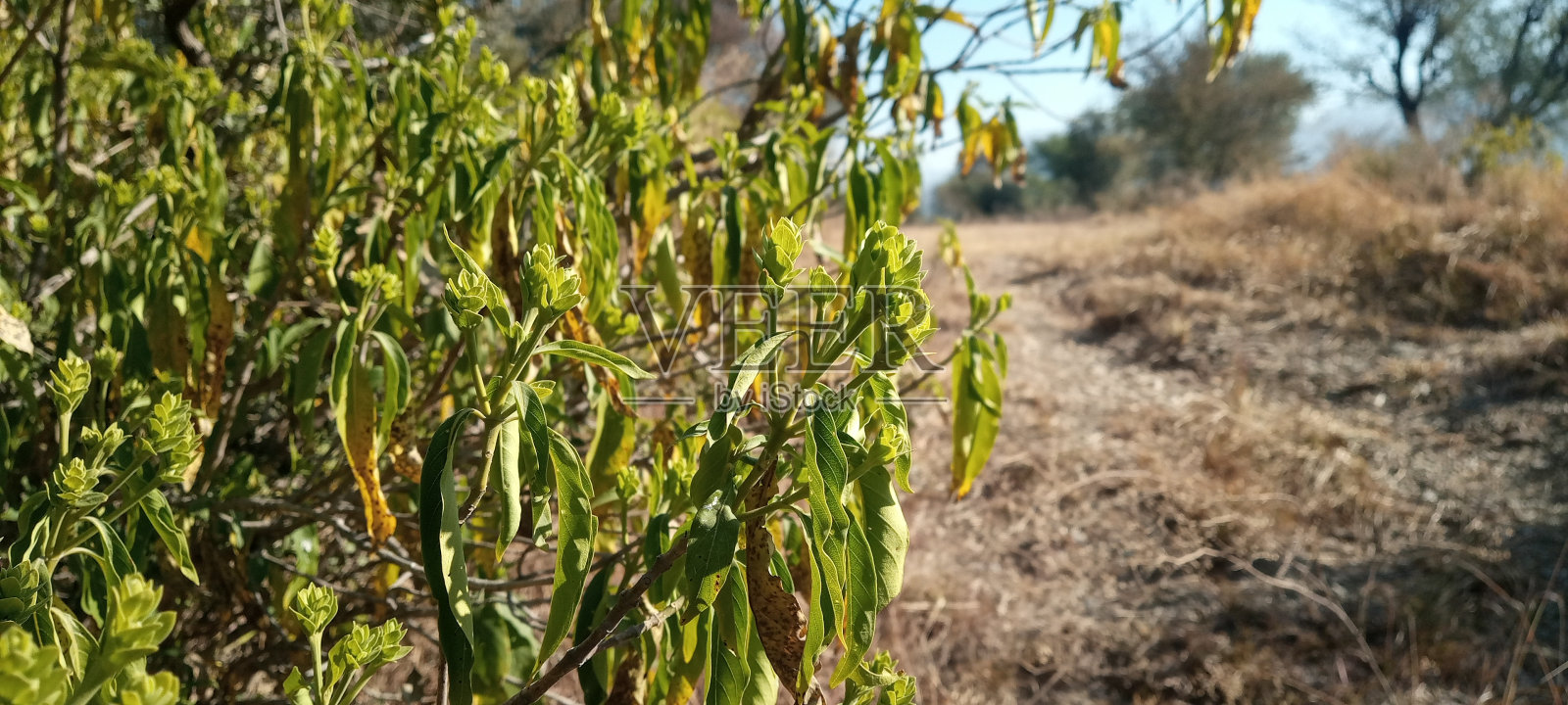 美丽的植物背景照片摄影图片