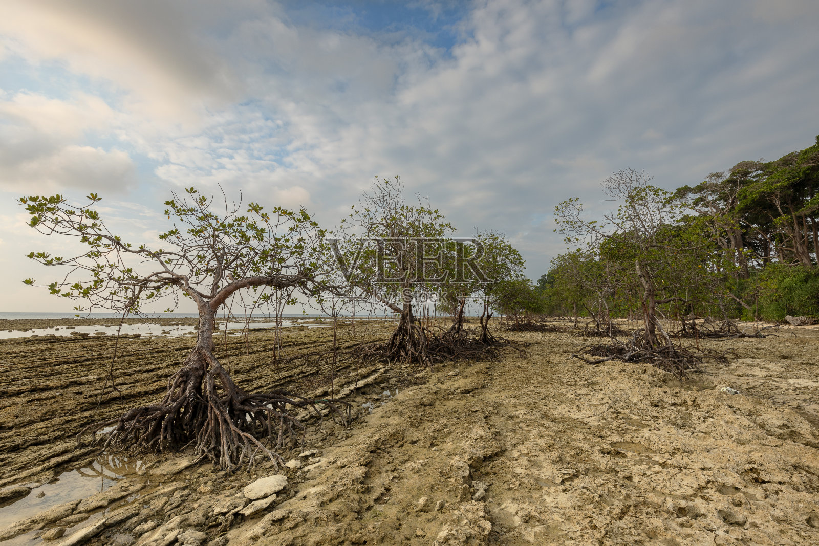 退潮时日落时，安达曼和尼科巴群岛尼尔或沙希德德韦普岛岩石海岸上的红树林照片摄影图片