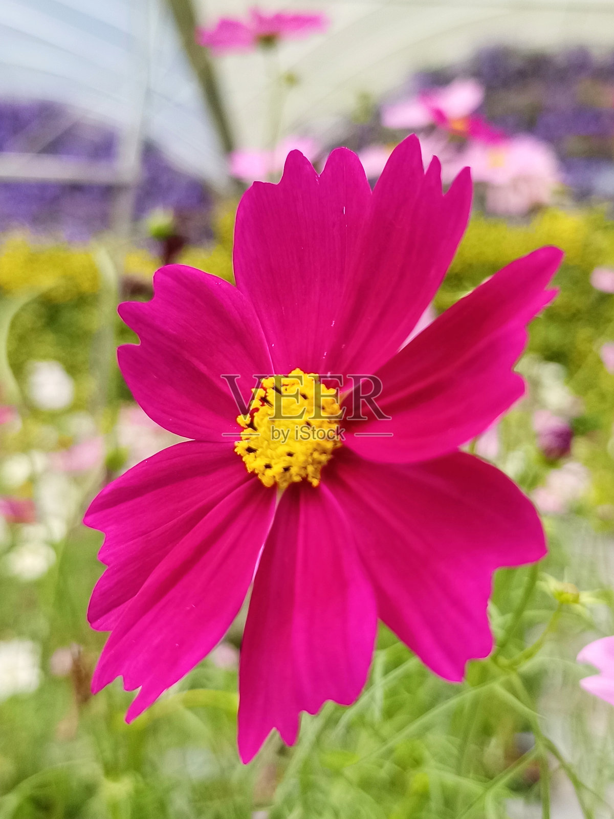 选择焦点的一个明亮的粉红色花园宇宙花在花园与模糊的背景照片摄影图片