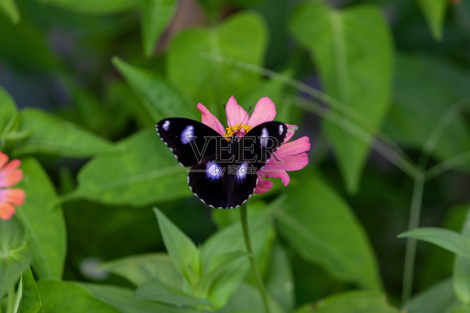 印度尼西亚花园里一朵红花上的蝴蝶照片摄影图片