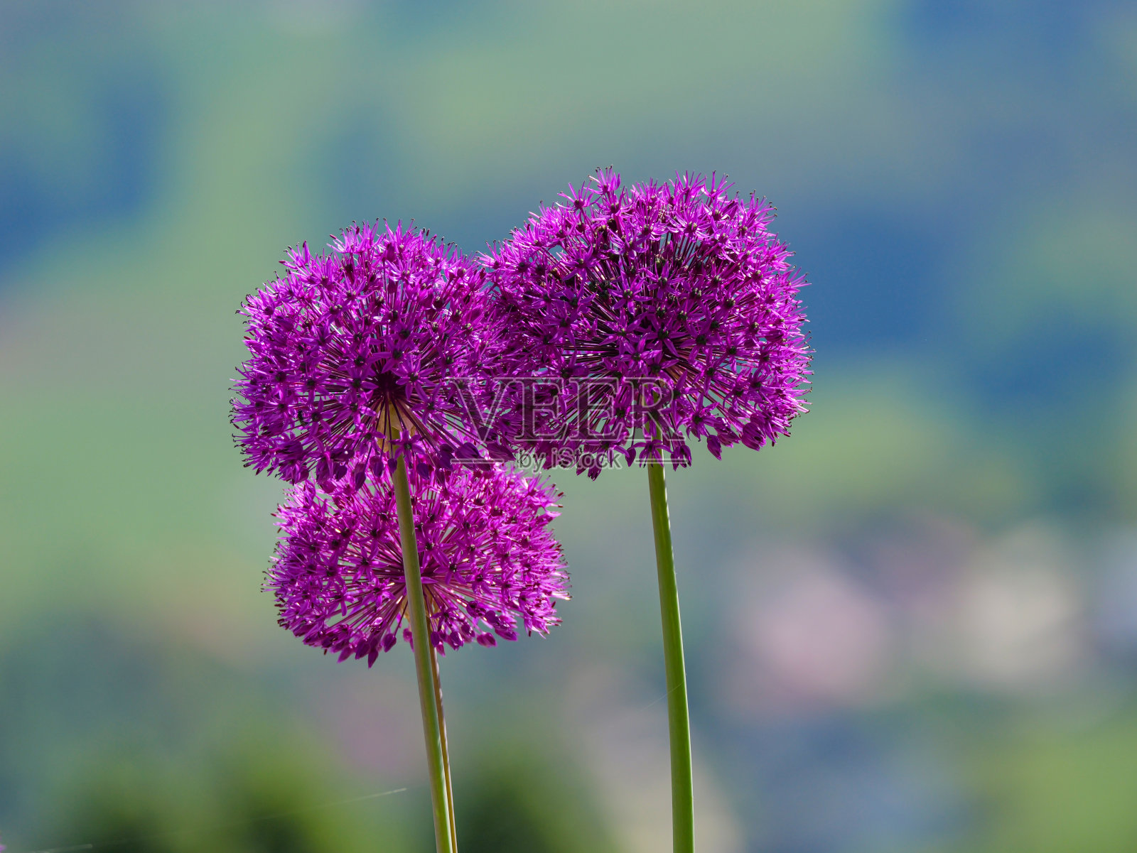 特写，DOF:令人惊叹的紫色葱，圆花头在夏天盛开照片摄影图片
