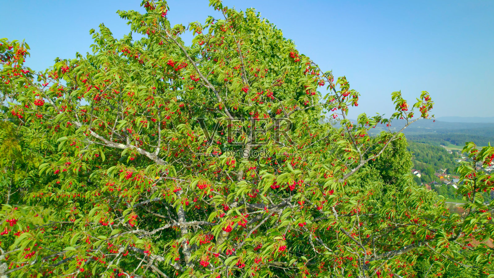 航拍，特写:甜美成熟的红樱桃挂在繁茂的樱桃树上照片摄影图片