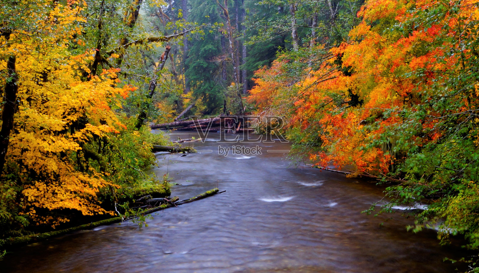 秋天的颜色环绕仍然溪，杜鹃花，或。照片摄影图片