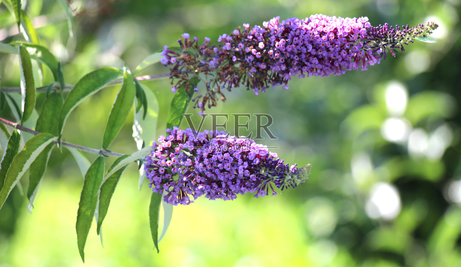 大戟花在花园里盛开照片摄影图片