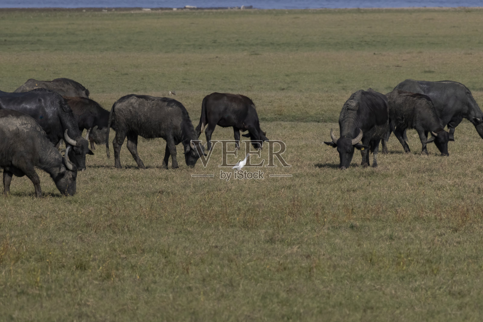 野牛、火烈鸟、牛白鹭和克尔基尼湖的景色照片摄影图片