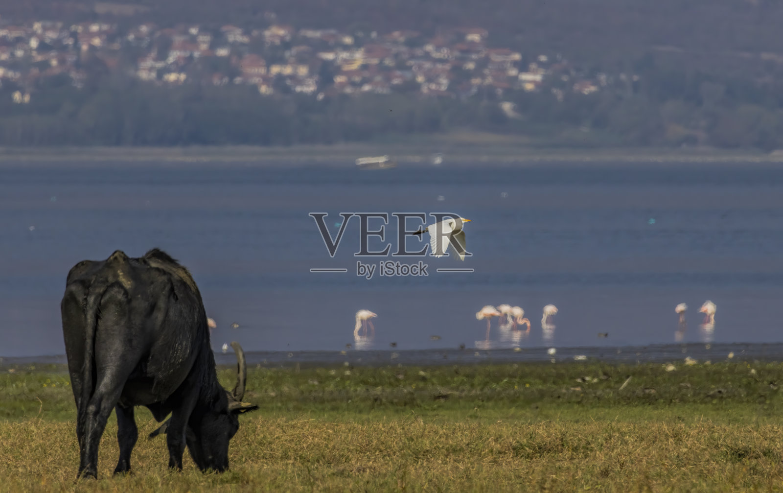 野牛、火烈鸟、牛白鹭和克尔基尼湖的景色照片摄影图片