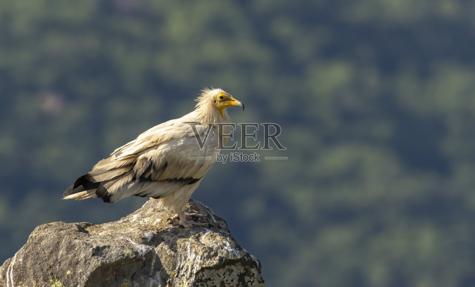在保加利亚自然栖息地的埃及秃鹫照片摄影图片