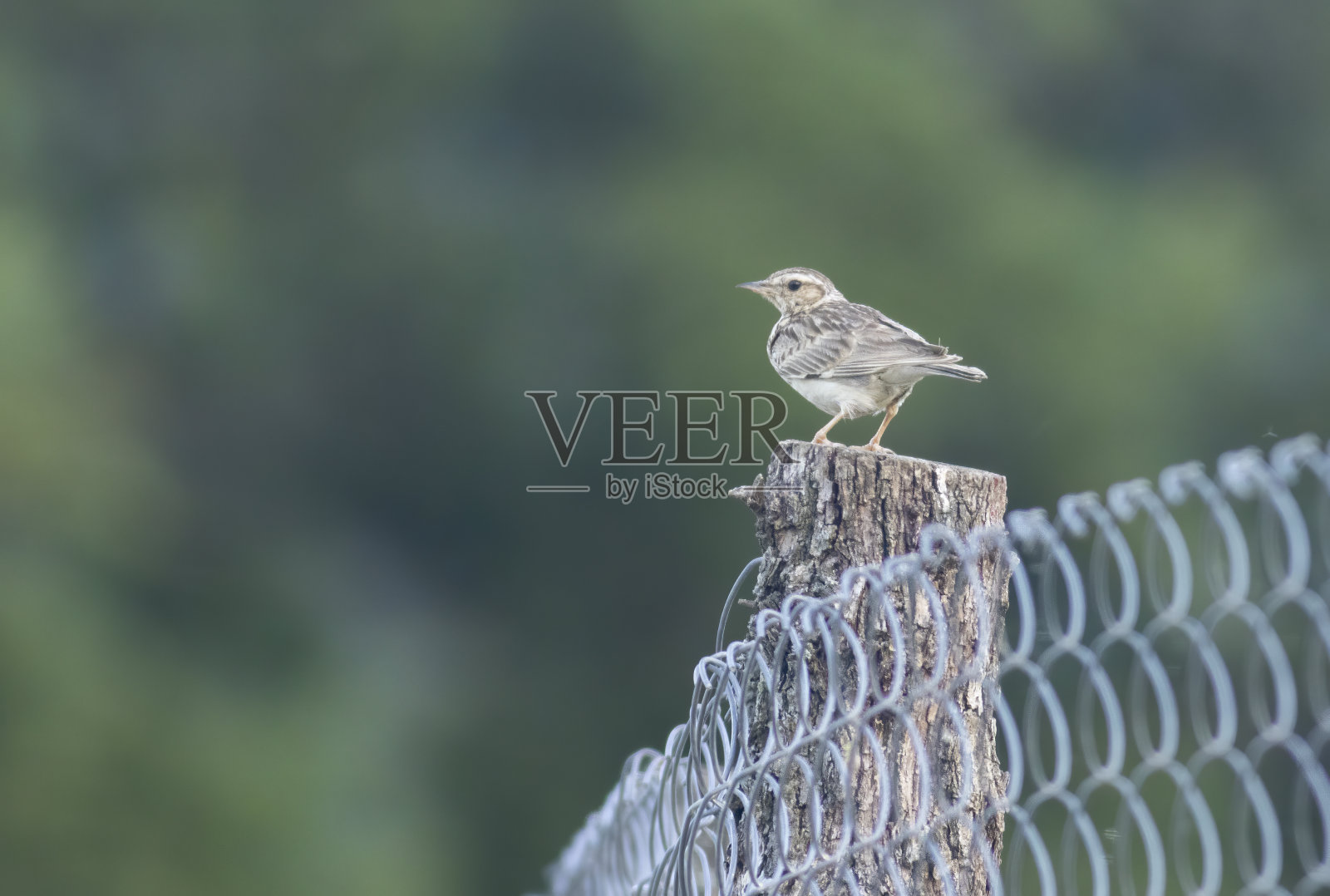 在自然栖息地的云雀照片摄影图片