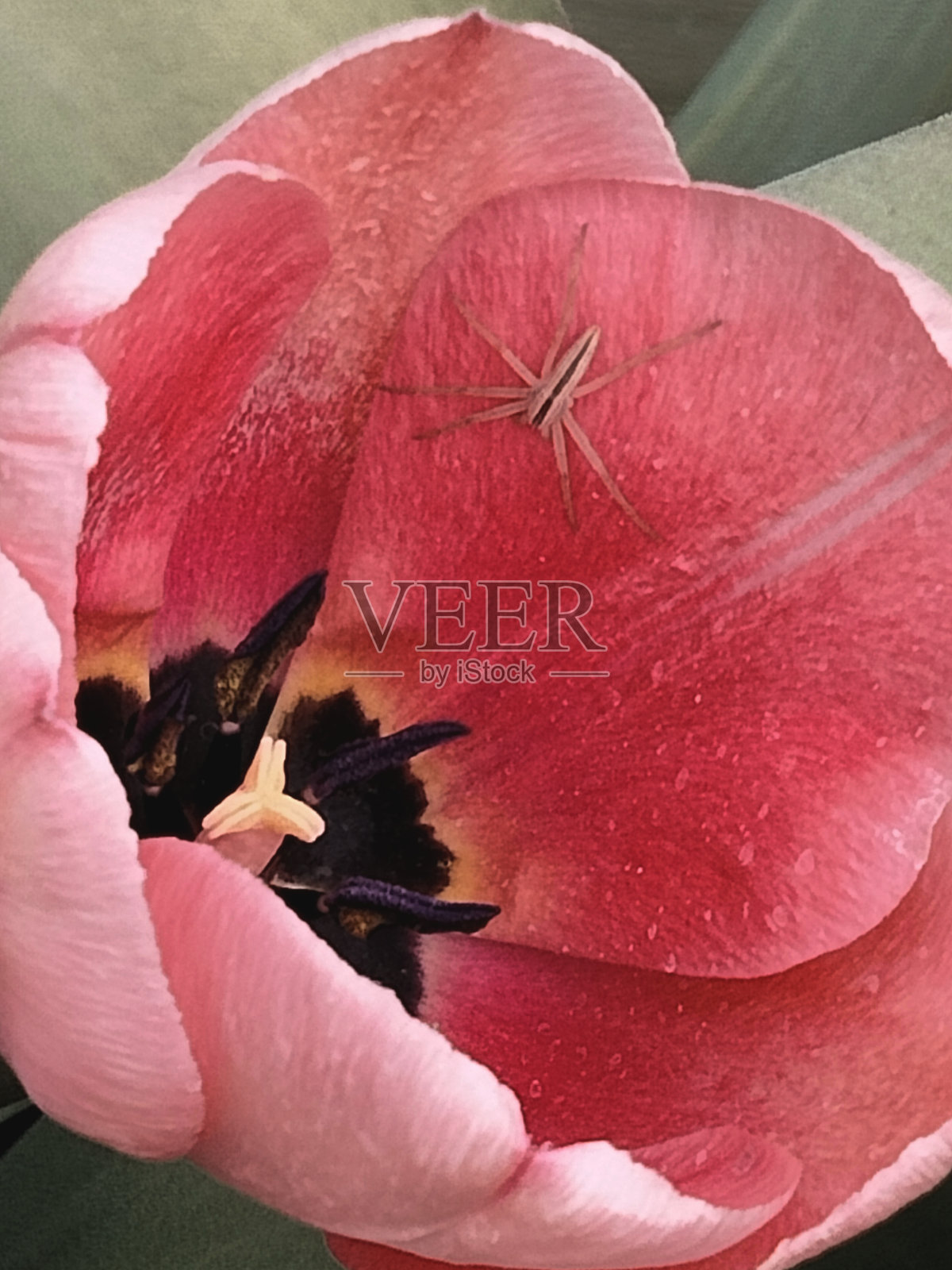 春天和蜘蛛照片摄影图片