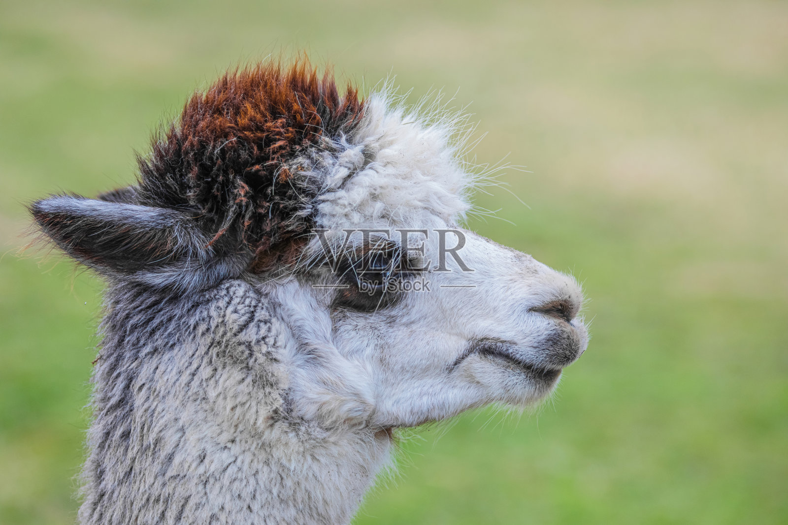 可爱的羊驼。美丽而有趣的动物照片摄影图片