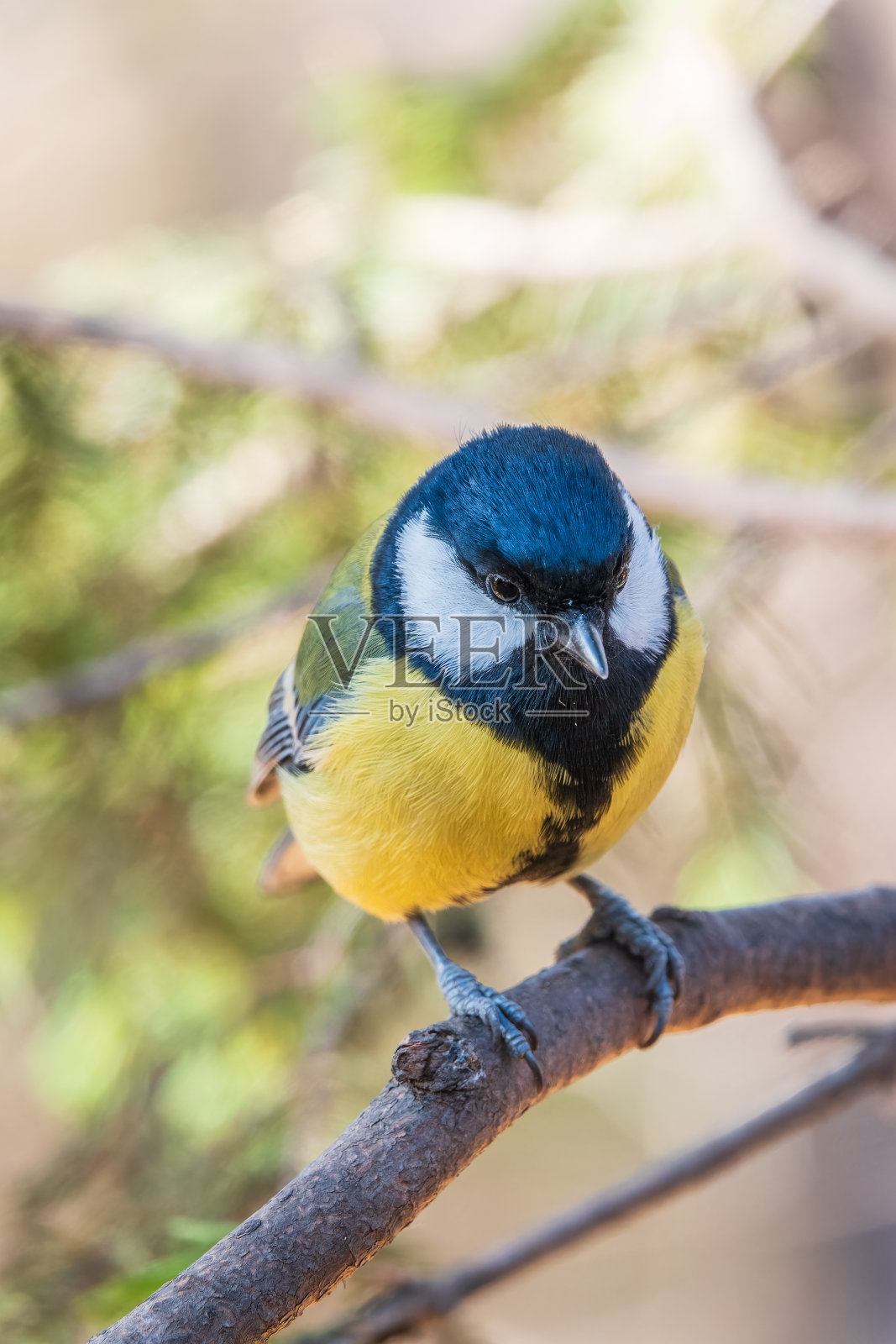 可爱的鸟儿大山雀，鸣禽坐在树枝上与模糊的背景照片摄影图片
