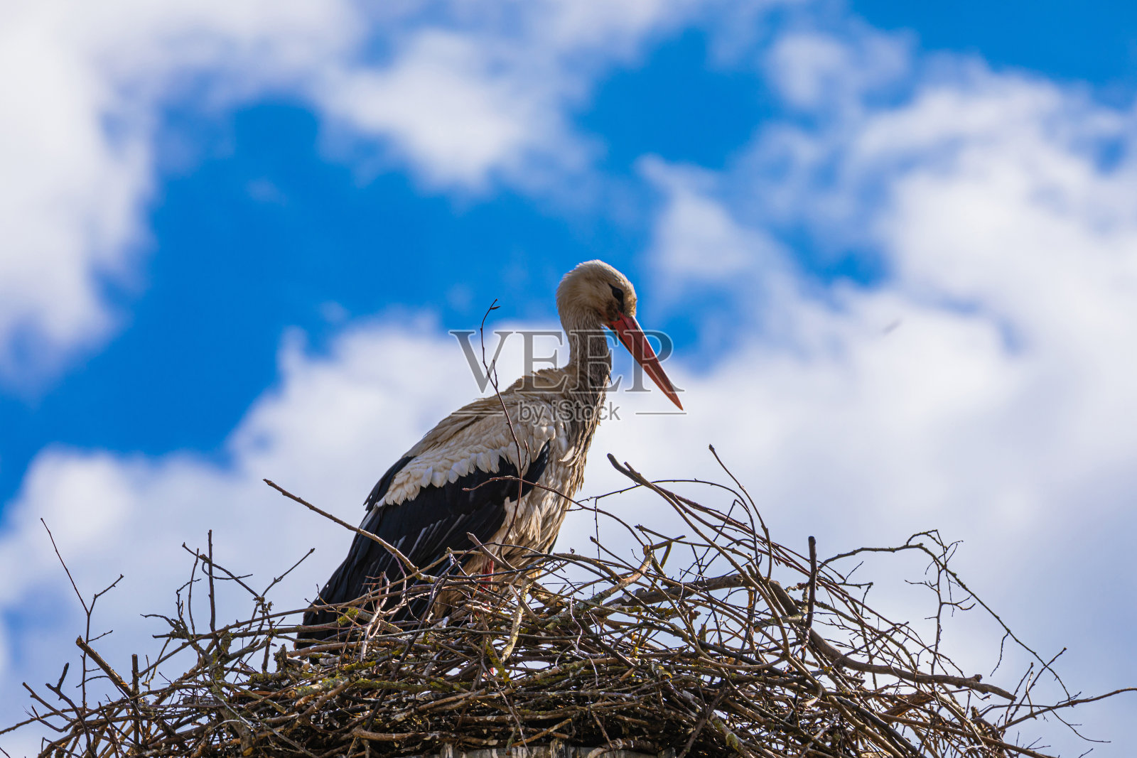 鹳鸟在春天回巢照片摄影图片