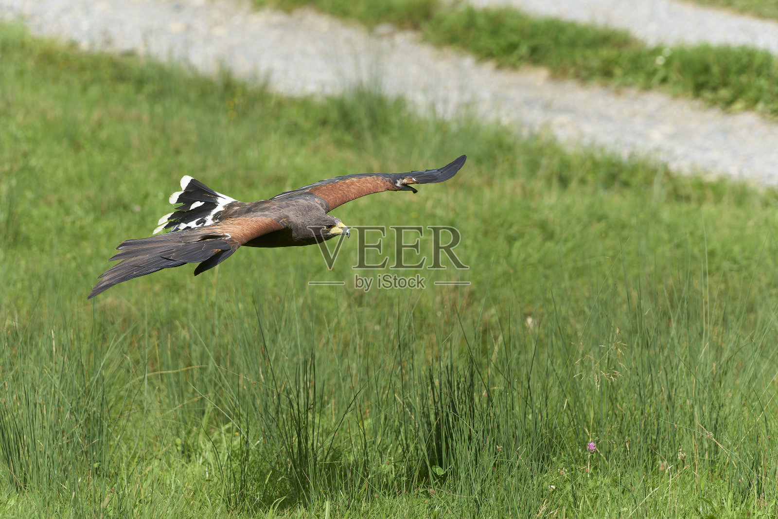 一只雄鹰在苍翠的森林上空庄严地滑翔。照片摄影图片