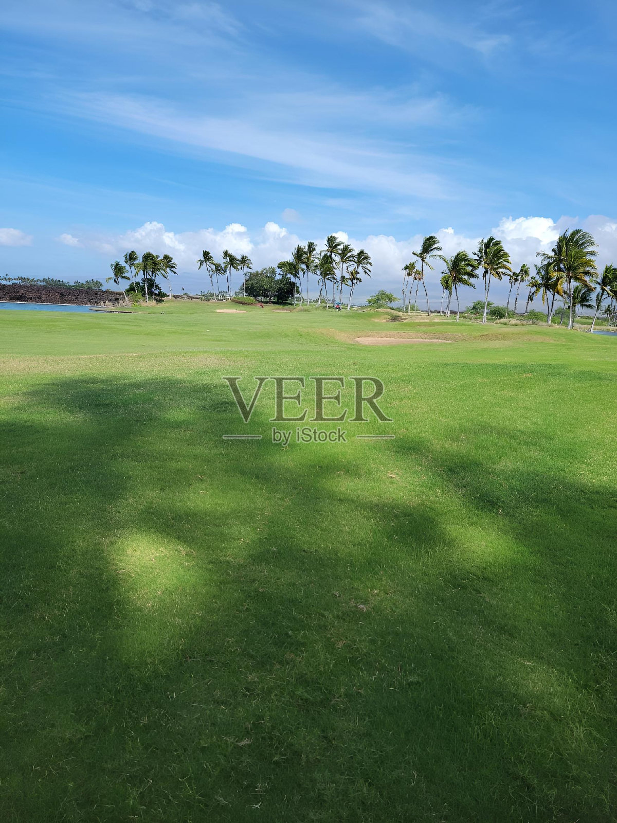 风景如画，郁郁葱葱的绿草，高耸的棕榈树和平静的蓝色大海照片摄影图片