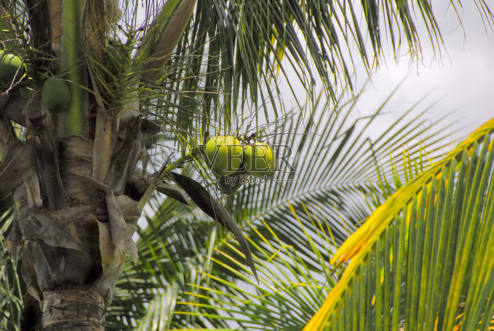 椰子照片摄影图片