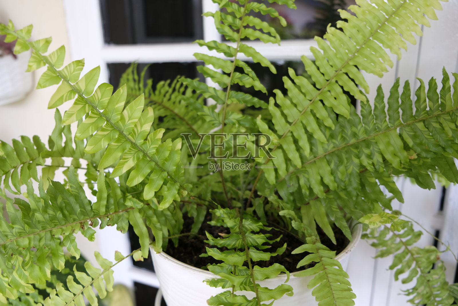 虎蕨杂色波士顿的近景，选择性聚焦。照片摄影图片