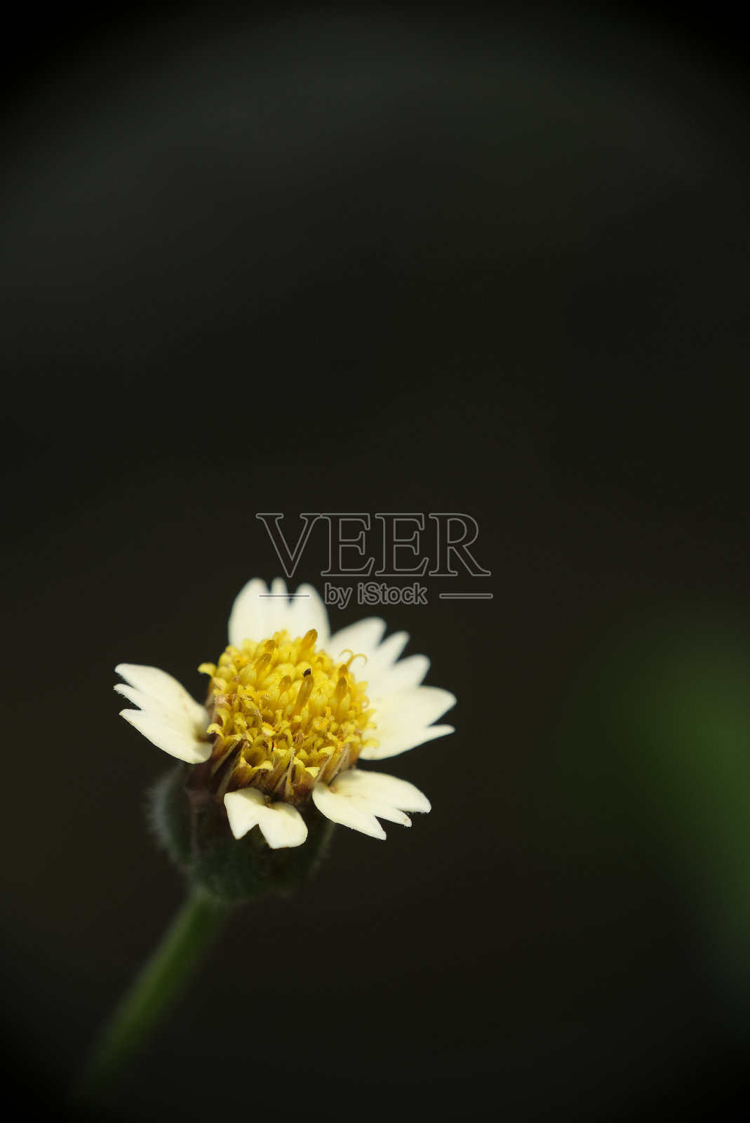 杜仲花的选择焦点。照片摄影图片