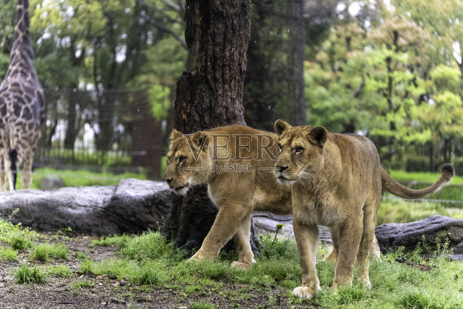 狮子在雨中行走照片摄影图片