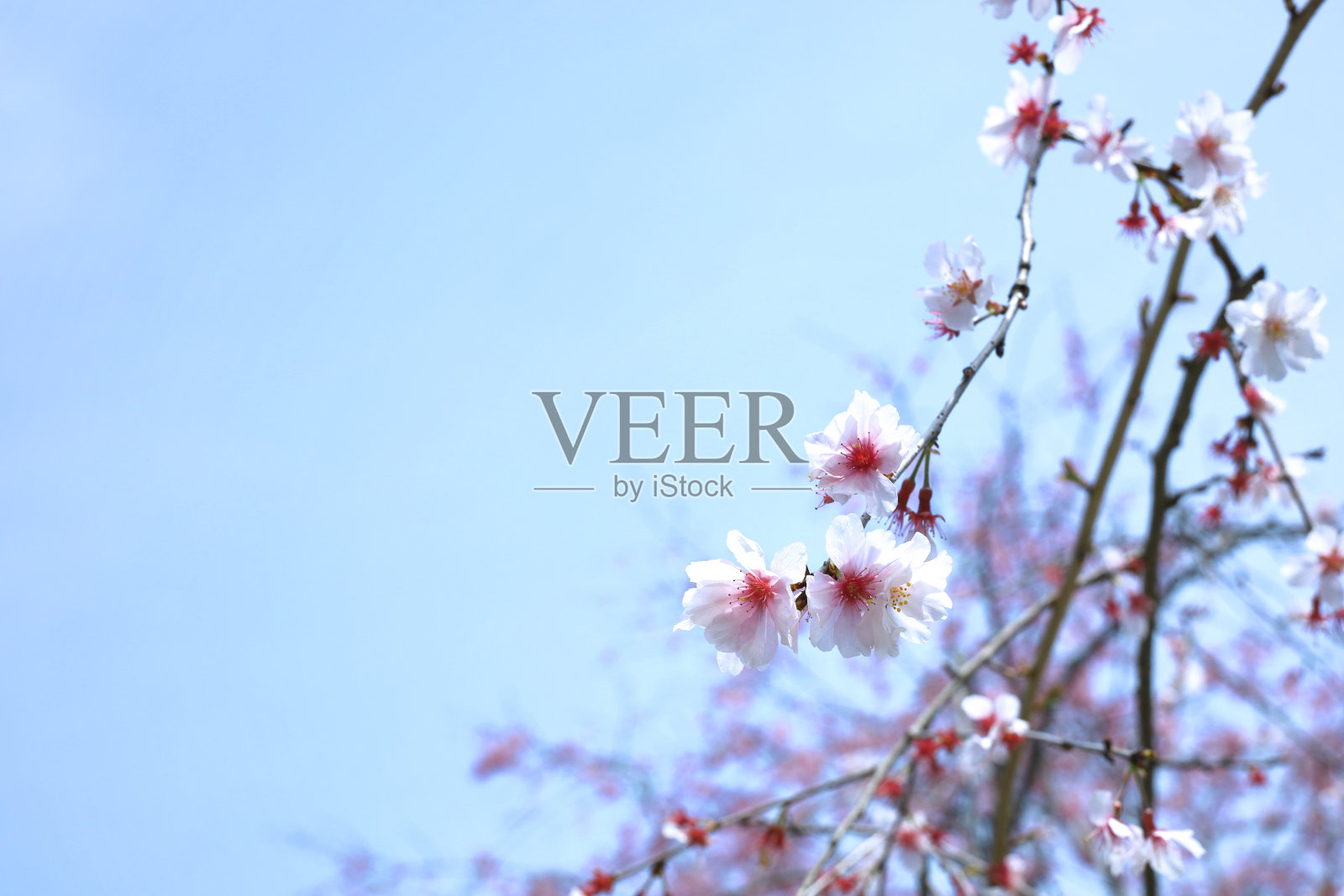 背景材料照片的近距离樱花盛开照片摄影图片