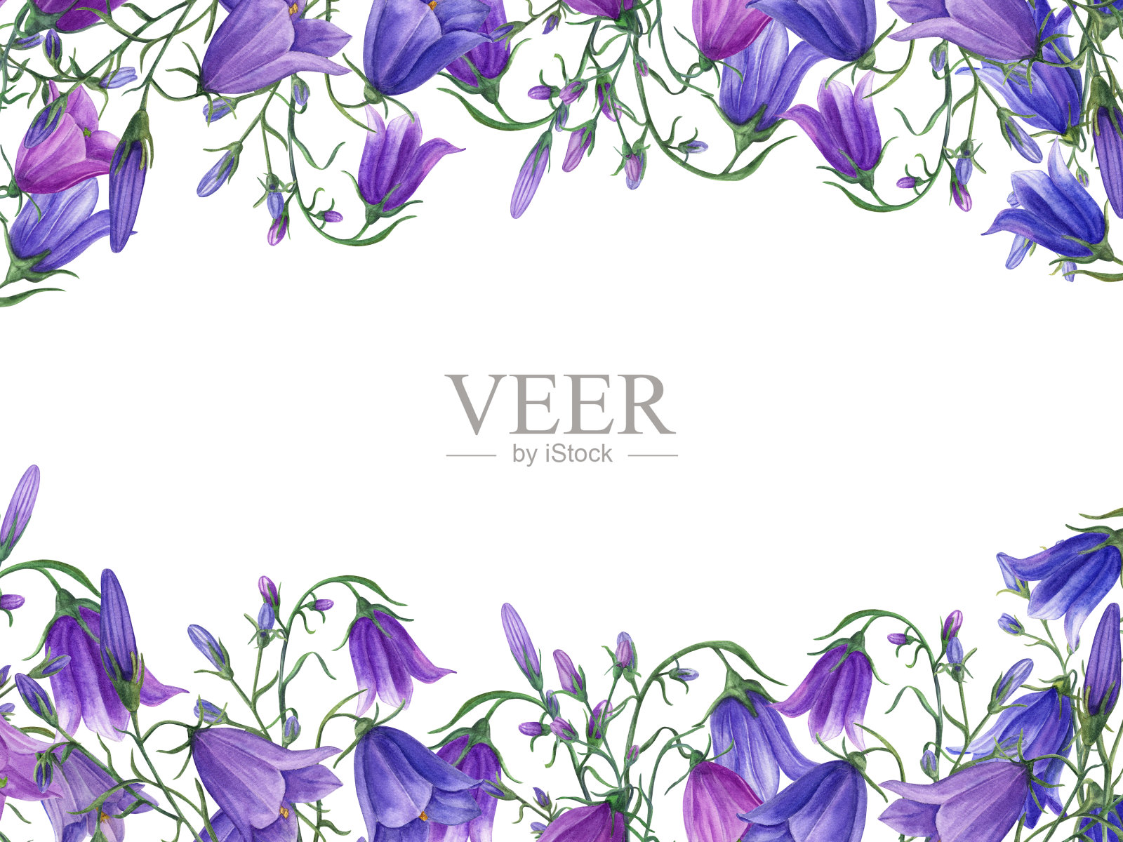 贝尔花。风信子。风铃草属植物。草地植物。具有文本空间的矩形水平框架。白色水彩插图。用于情人节贺卡、生日贺卡、母亲节祝福插画图片素材