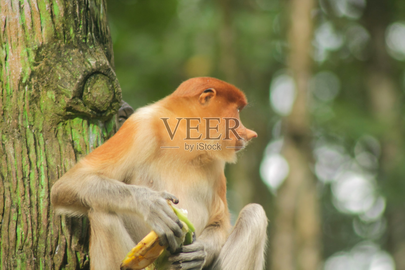 长鼻猴，幼鼻猴或长鼻猴，被称为长鼻猴照片摄影图片