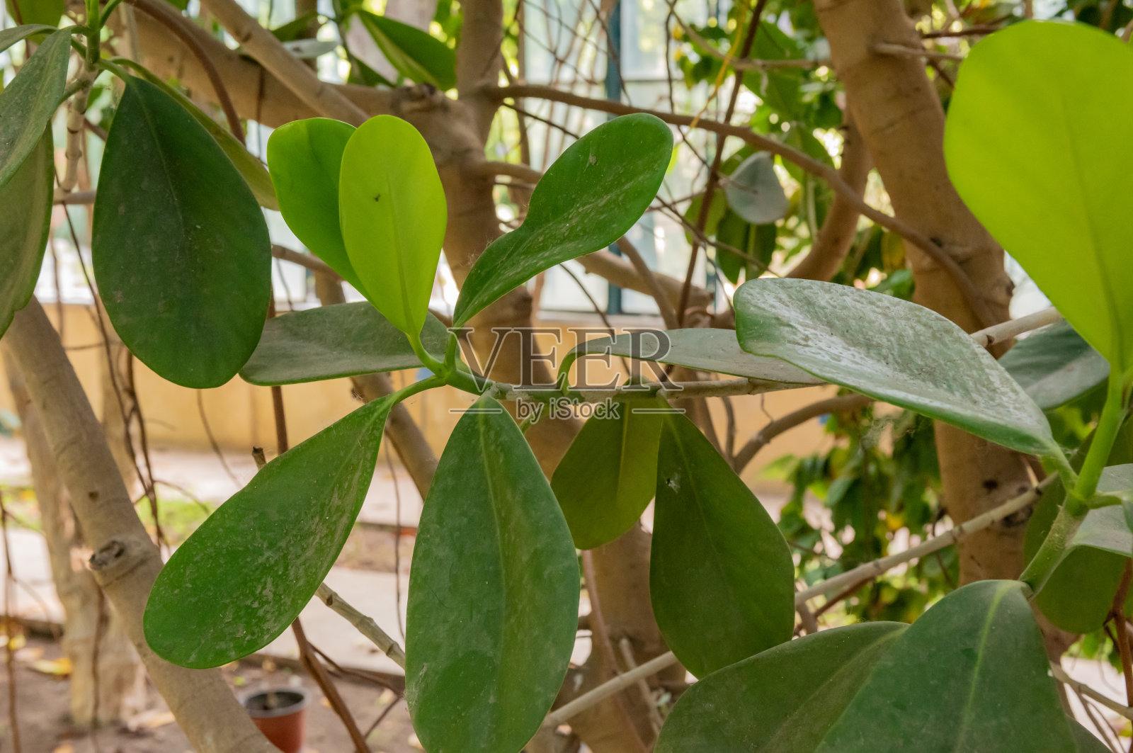 Clusia Fòava牙买加本地人照片摄影图片