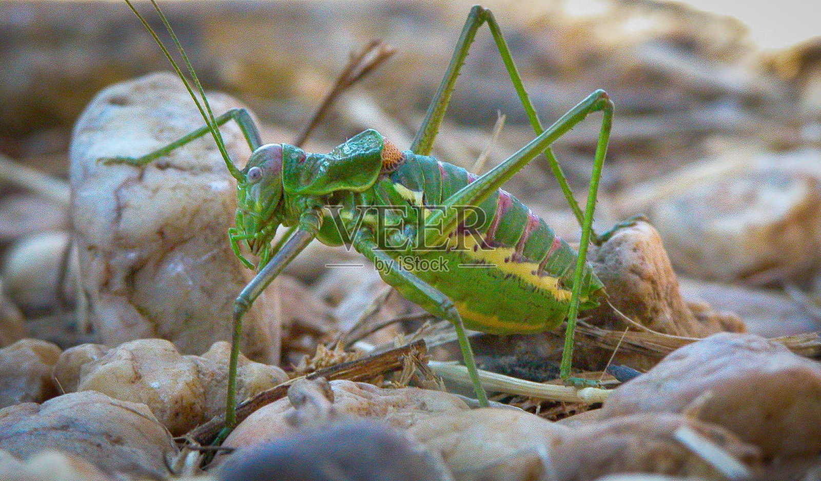 板球的岩石照片摄影图片