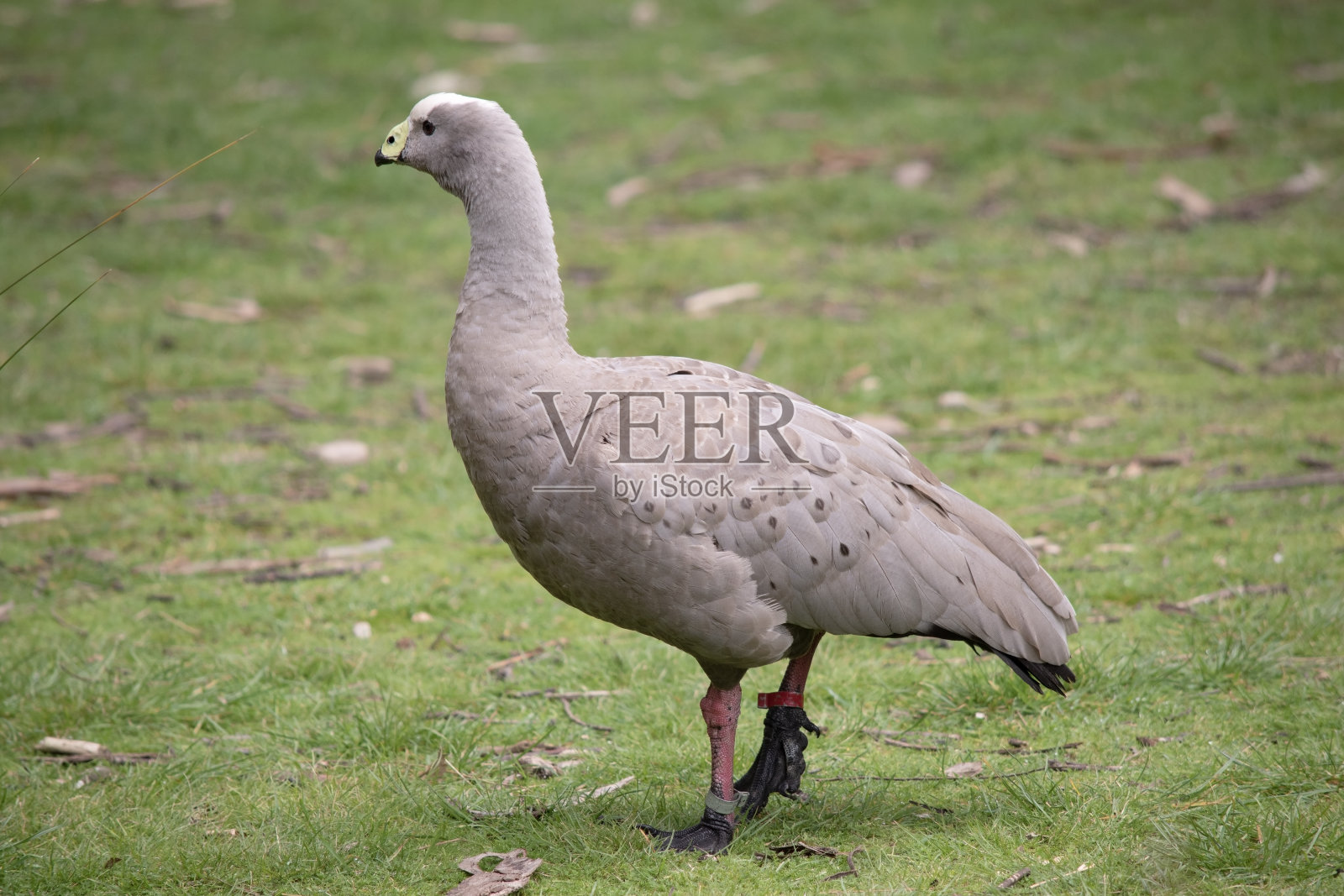 这是一只在田野里的秃鹅的侧视图照片摄影图片