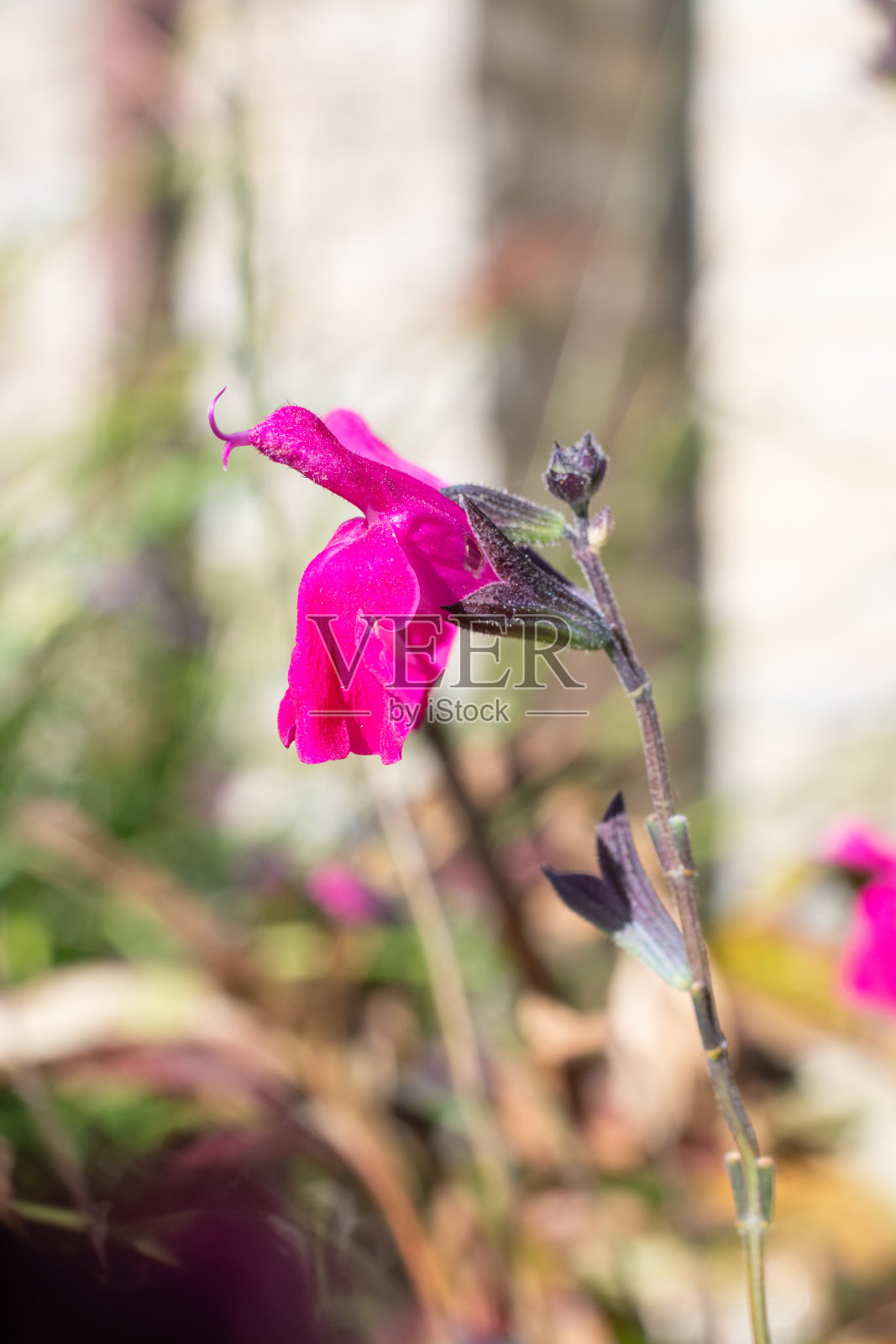 粉色鼠尾草花照片摄影图片