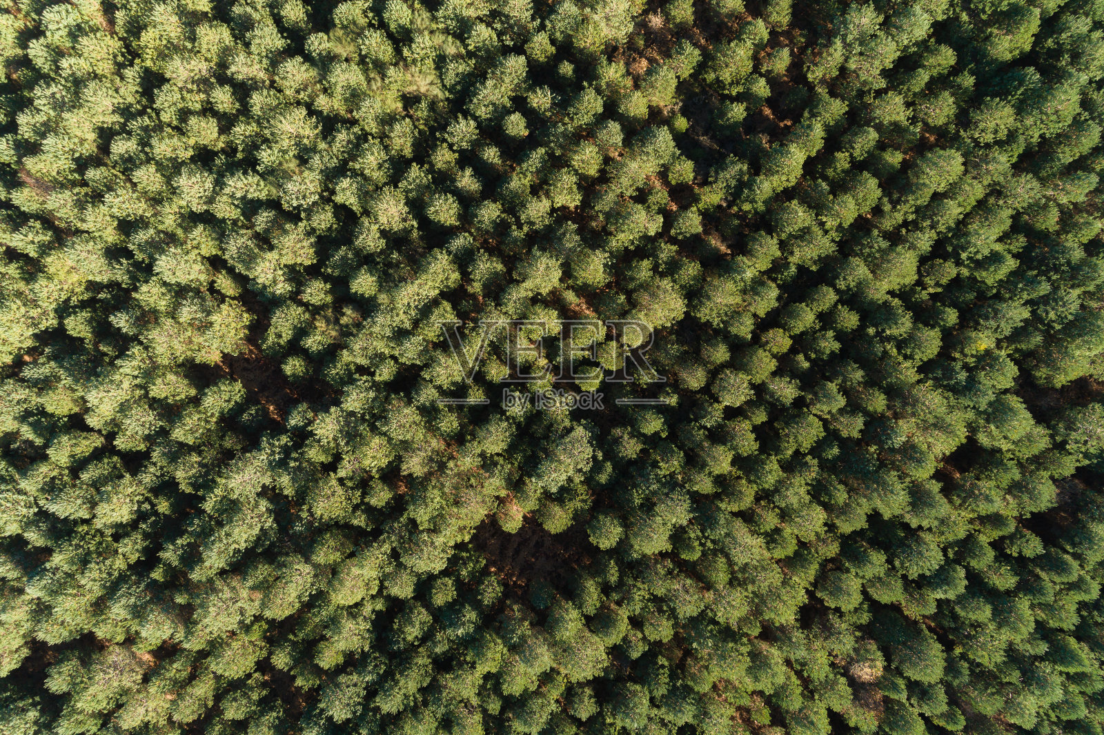 山腰上松树种植园的空中无人机全景图照片摄影图片