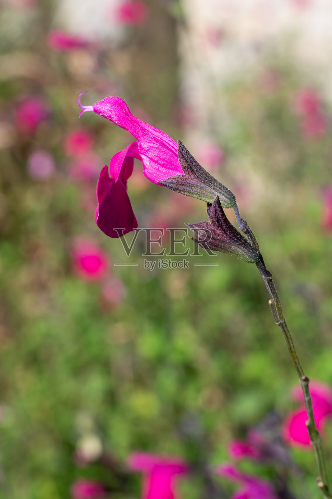 粉色鼠尾草花照片摄影图片
