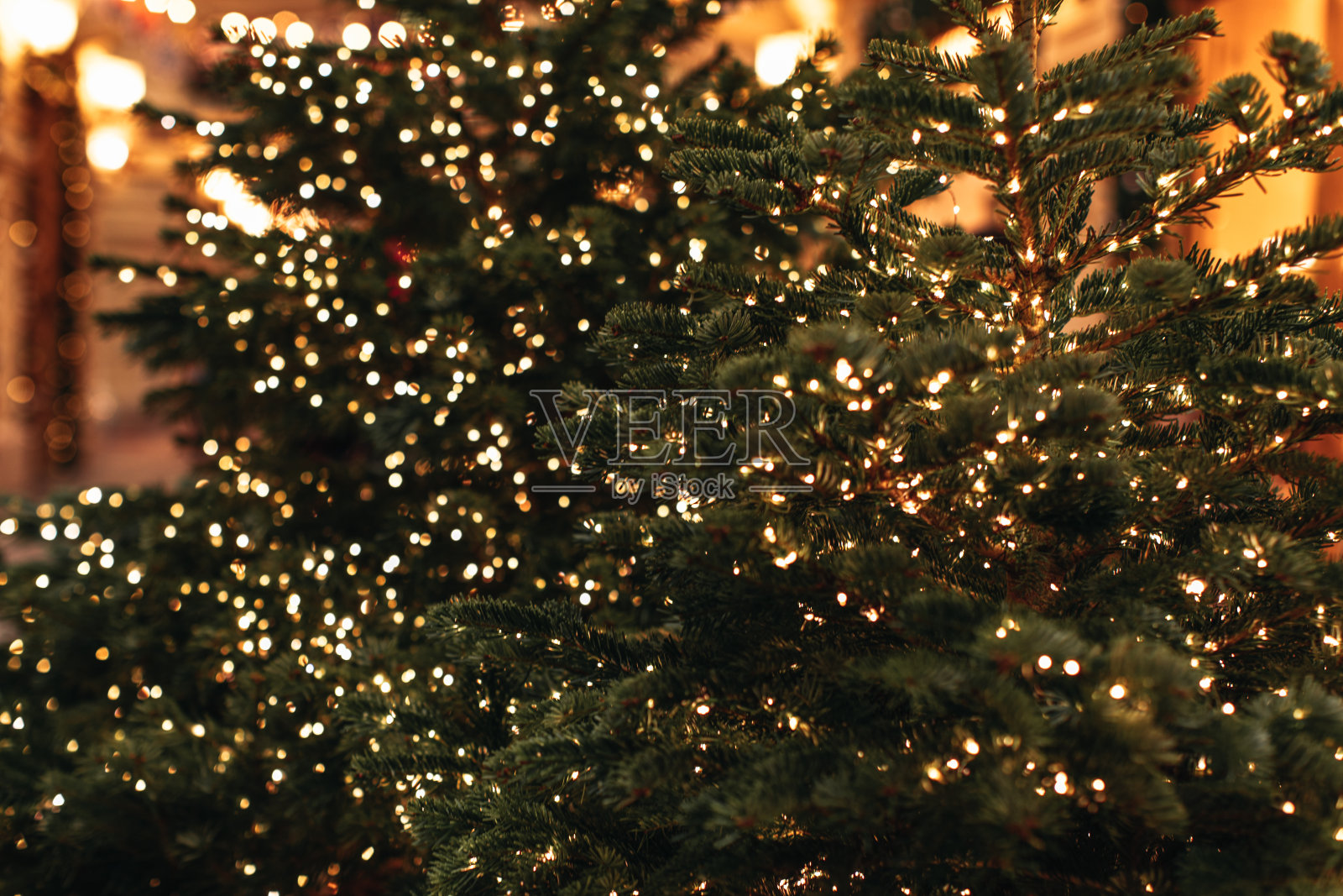 圣诞树绿色的树枝上装饰着闪闪发光的金色花环。照片摄影图片