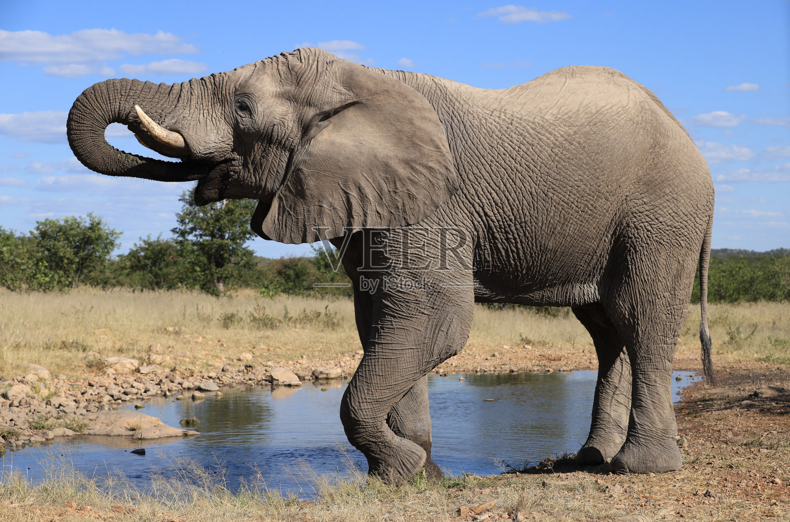 一只非洲象站在水坑边照片摄影图片