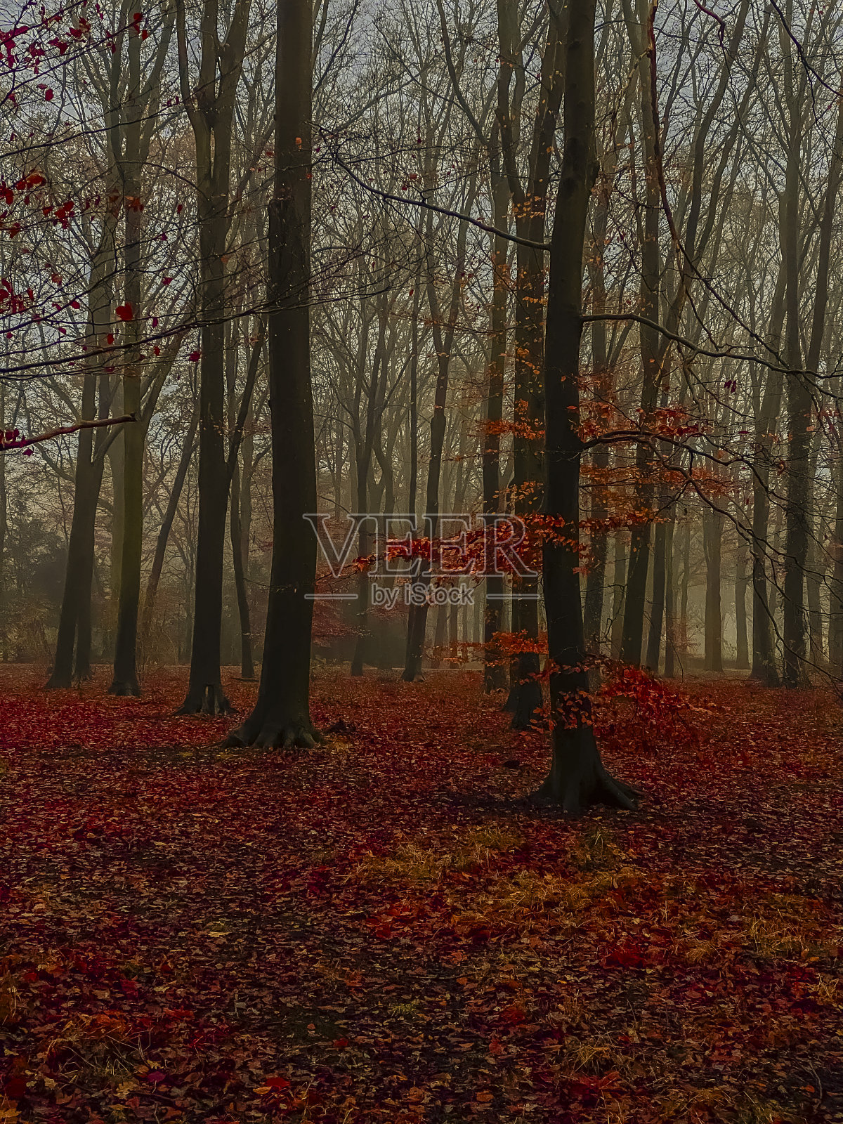 秋天的森林在一个雾蒙蒙的早晨。五颜六色的秋树。照片摄影图片