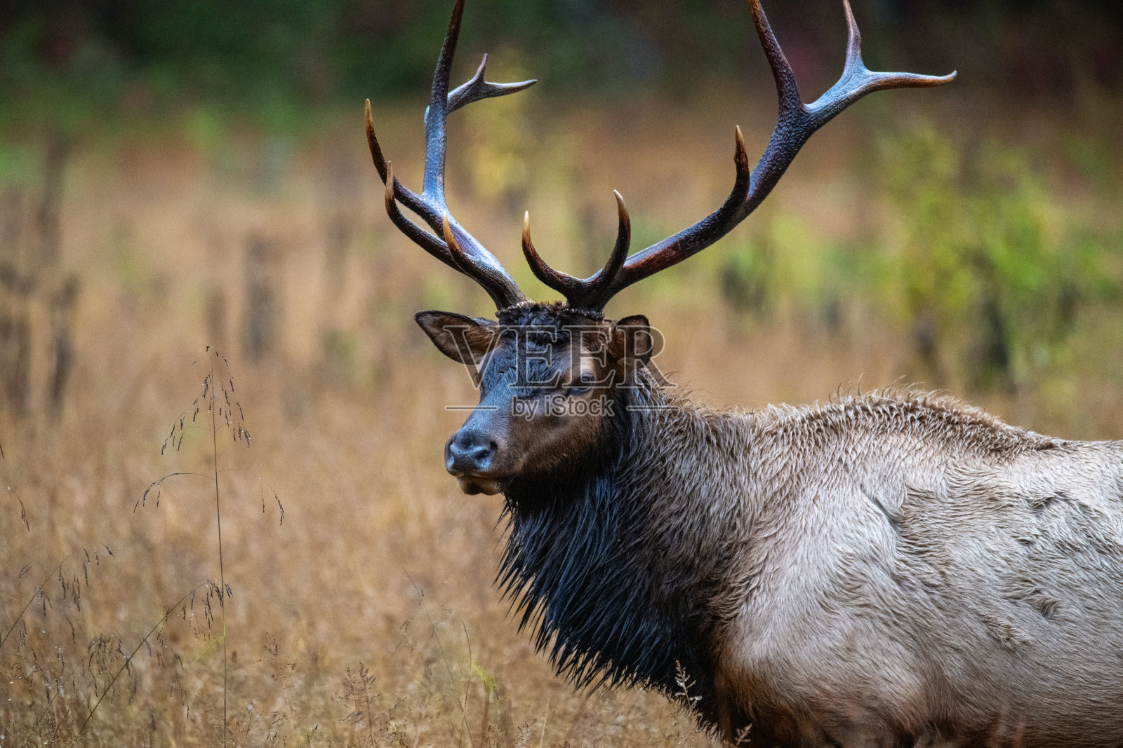 大麋鹿角照片摄影图片